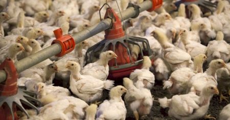 Peru habilita 36 novas unidades brasileiras para exportação de material genético animal