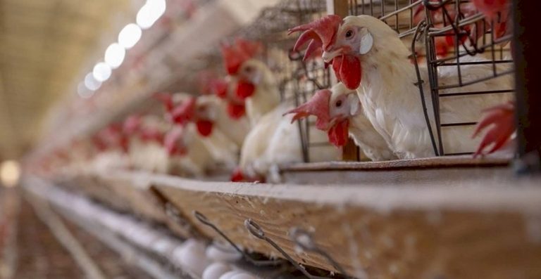 Acordo: Isenções para frango e ovos, e cota preferencial para carne suína