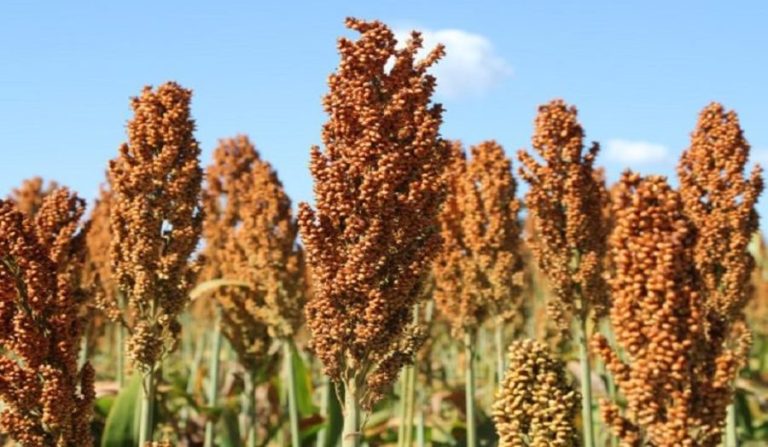 Sorgo cresce forte na safrinha de MS e vira aposta estratégica com demanda das usinas de etanol