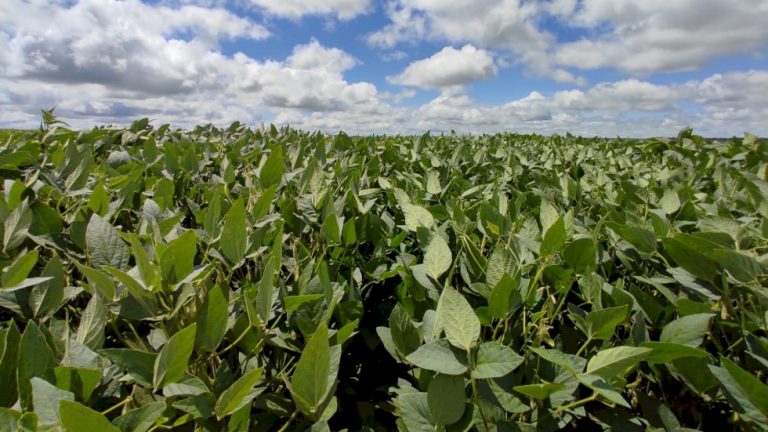 Com alta de 10%, MS é o único Estado que deve crescer em produção de soja no Centro-Oeste