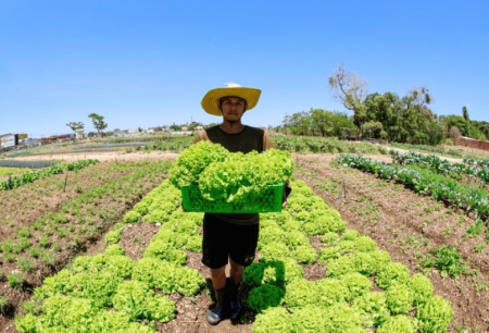 Brasil atinge menor taxa de desemprego da história e renda do trabalhador do campo aumenta
