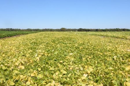 Inovação no campo: Projeto vai desenvolver bioinsumo agrícola multifuncional para diferentes culturas