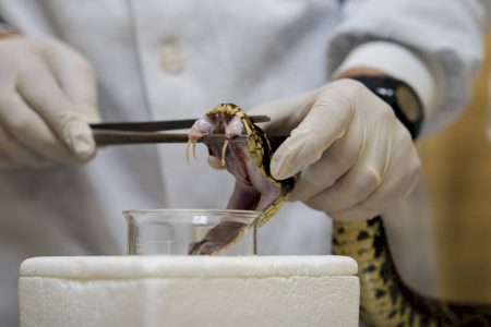 Soro existe, mas não chega a tempo: conheça os gargalos no combate às picadas de cobra no Brasil