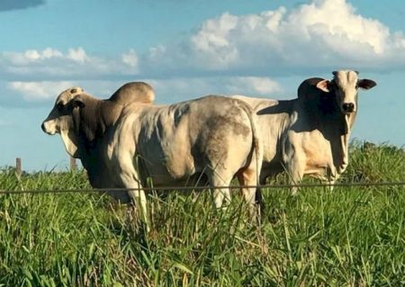 Boi gordo em “clima de férias’ e comportamento misto pelas praças pecuárias; veja as cotações