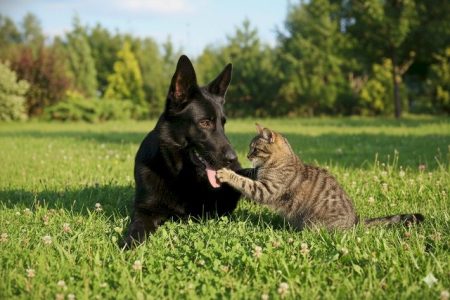 Pets vivem mais quando o tutor para de errar no básico, veja o que