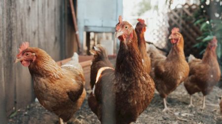 China encerra embargo e libera frango do Brasil