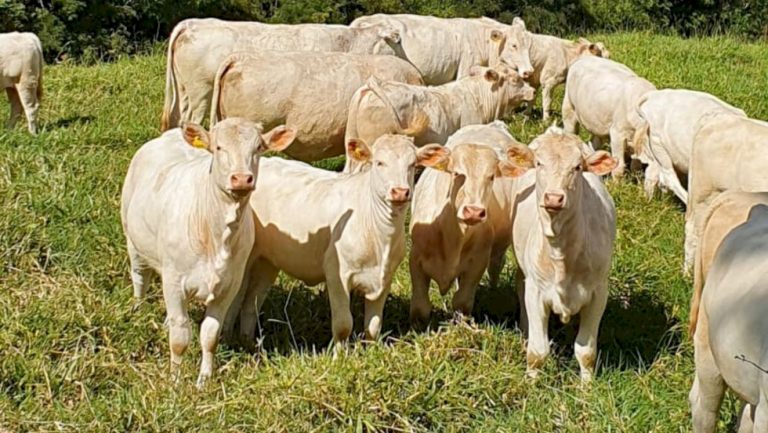 Desenhado para o Brasil, Canchim é uma das raças que mais crescem no país