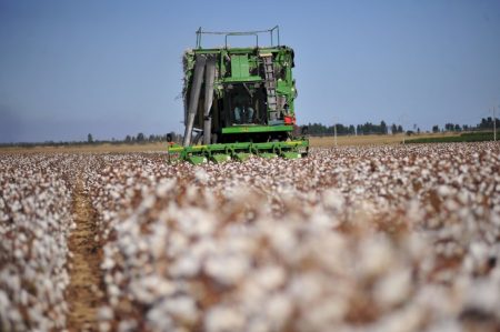 Preços do algodão seguem estáveis há 3 meses