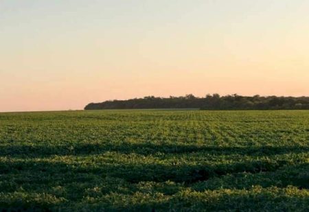 Agricultura regenerativa de MS é apresentada na Alemanha como modelo sustentável