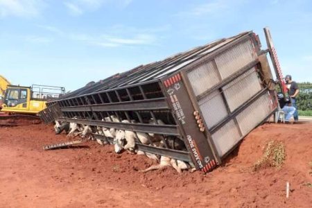 Carreta com 40 bois tomba em trecho de obra na BR-163 e mata 10 animais
