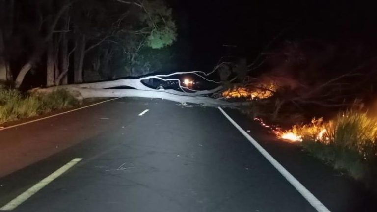Nova Andradina: após queda de árvore e incêndio, MS-473 é liberada para tráfego