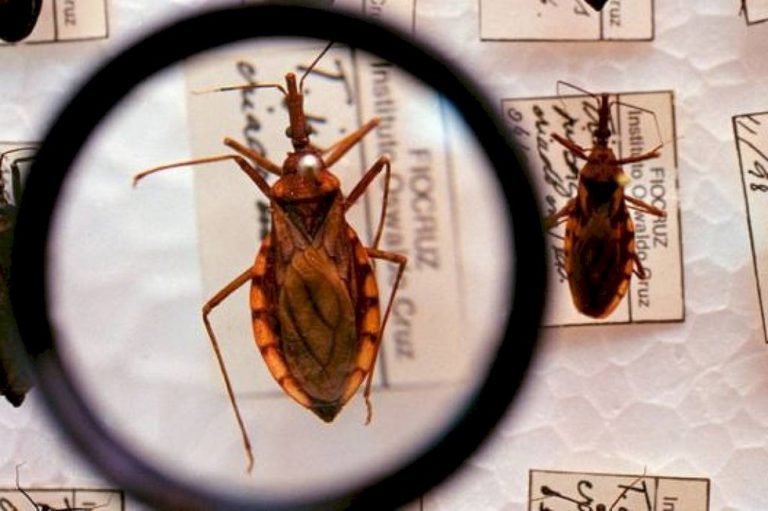 Estudo inédito avança no tratamento da insuficiência cardíaca por doença de Chagas