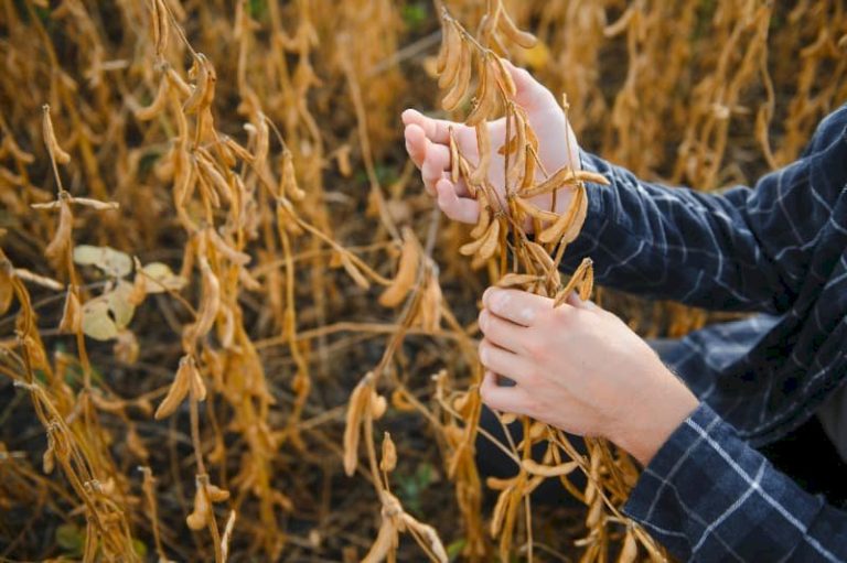USDA eleva estimativa de produção de soja no Brasil em 2025/26 a 180 milhões de t
