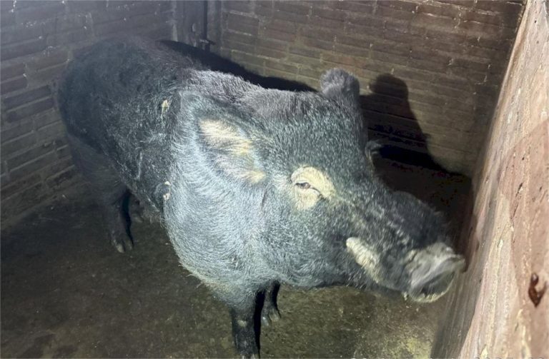 Invasão de javaporcos gigantes vira ameaça no campo e já provoca ataques a rebanhos e prejuízos
