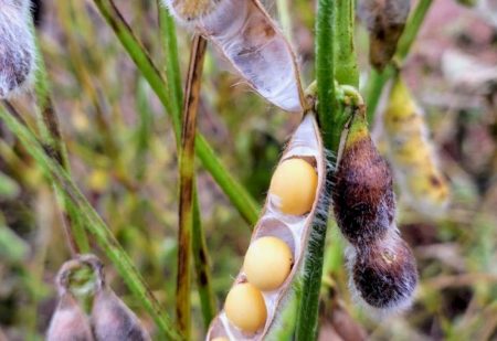Colheita da soja avança em Mato Grosso do Sul e já alcança 27,7% da área acompanhada