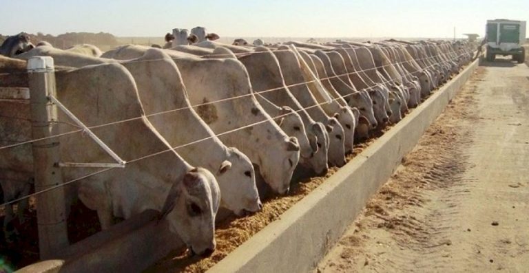 Confinamento de gado cresceu 16% em 2025 no Brasil