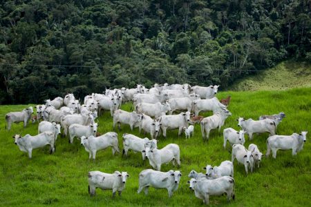 Nova Lei do licenciamento ambiental entra em vigor; veja o que muda produtor