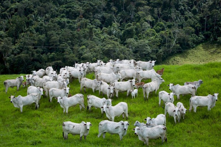 Nova Lei do licenciamento ambiental entra em vigor; veja o que muda produtor