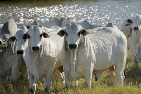 Preço da arroba do boi gordo sobe, e pode ter novo recorde, no MS R$ 333