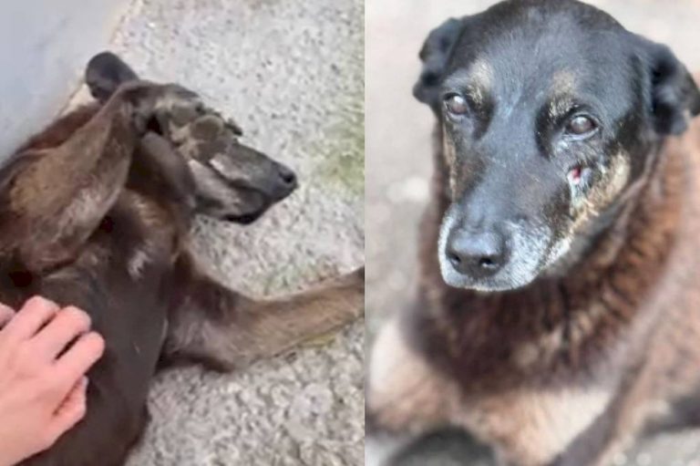 O que pais podem fazer quando filhos se envolvem em atos de violência, como no caso do cão Orelha