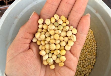 Soja supera 43% de colheita e plantio do milho avança em MS sob alerta climático