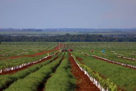 Cana e laranja disputam espaço no campo e redesenham o mapa produtivo de MS