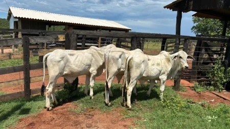 Polícia Civil recupera mais gado furtado e total já supera 100 cabeças em Nova Andradina.