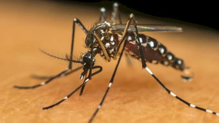 Dengue acende alerta em Mato Grosso do Sul; população precisa reforçar cuidados contra o mosquito