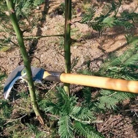 Idoso tem mão direita amputada após ataque com foice em assentamento