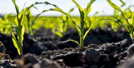 A vida invisível do solo e o futuro da agricultura tropical
