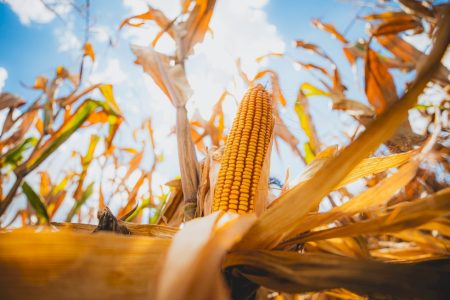 Prevenção de doenças do milho no momento certo pode evitar perdas de até 50% na produtividade, alerta especialista
