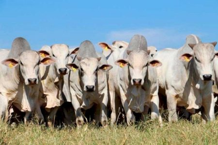 Fêmeas atingem 46,83% do abate e novilhas mais pesadas indicam nova fase da pecuária brasileira