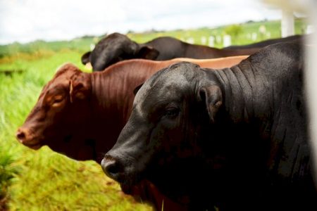 Produtores que adotam gestão técnica atravessam ciclo pecuário com maior margem