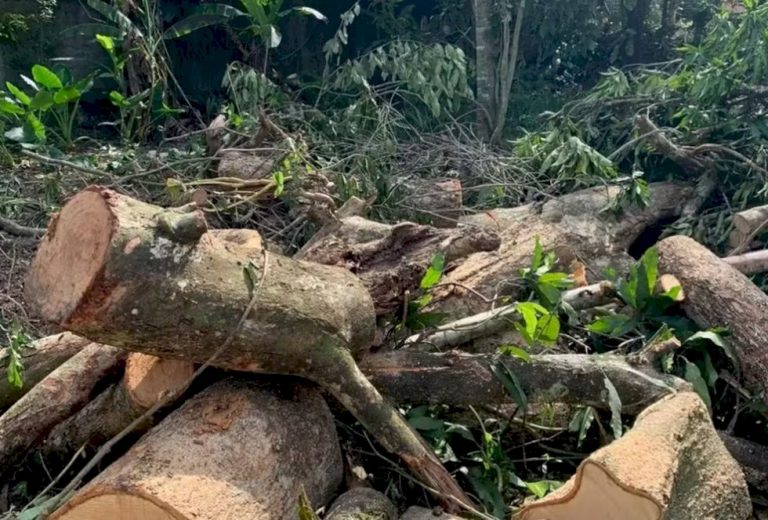 Homem morre após ser atingido por árvore durante poda em MS