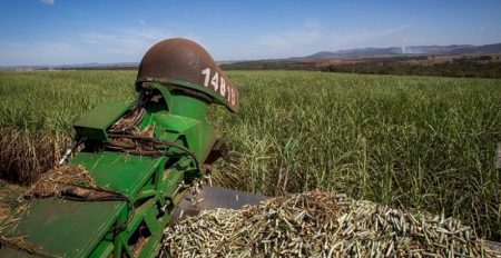 Conab aumenta estimativa de produção de cana em 2025/26