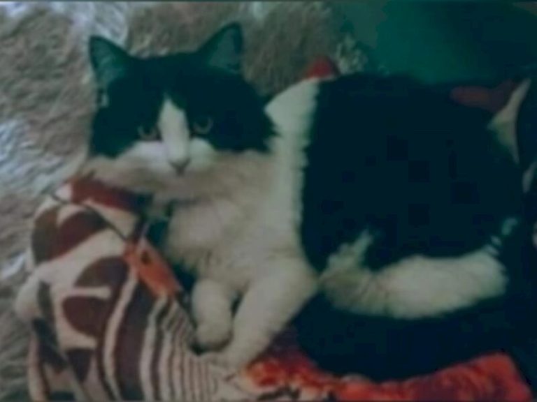Homem é condenado por matar gata após reviravolta na Justiça
