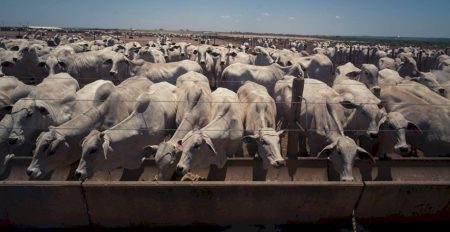 Corrida para exportar carne à China faz preço do boi bater recorde