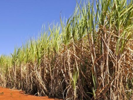 Conab estima produção de cana-de-açúcar em 673,2 milhões de toneladas na safra 2025/26