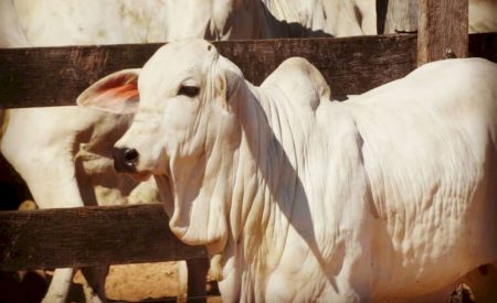Bezerro em alta derruba poder de compra e relação de troca cai para menor nível em quase 5 anos