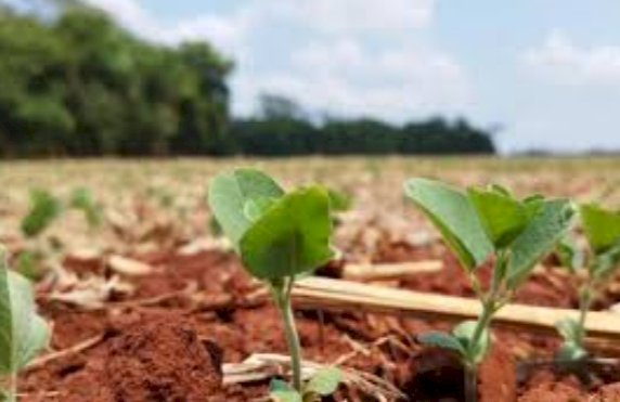 Área tratada com bioinsumos cresce 28% e chega a 194 milhões de hectares