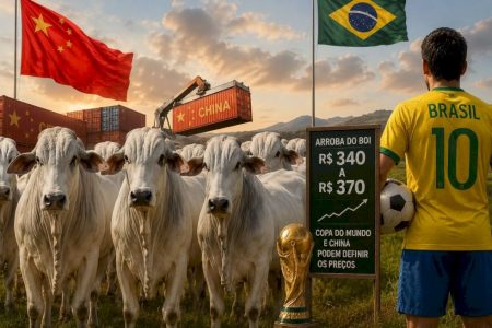 Arroba do boi gordo vai parar nos R$ 340 ou voltar aos R$ 370? Mercado acompanha China e Copa do Mundo