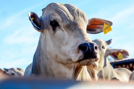 Boi gordo vai subir? Possível acordo com China reacende otimismo e pode mudar rumo do mercado