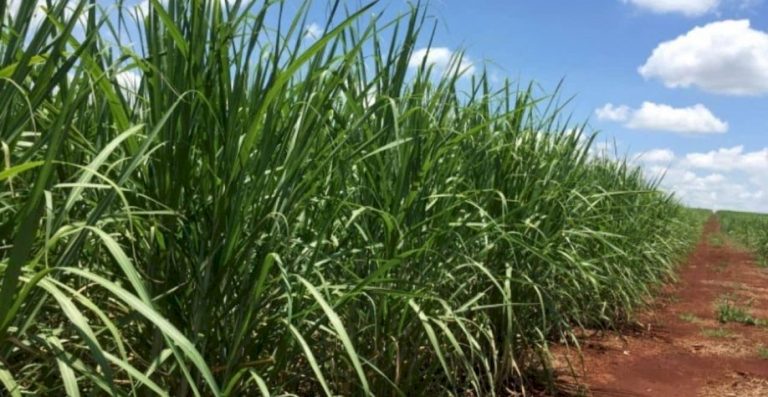 Safra de cana levará usinas a produção maior de etanol com moagem máxima