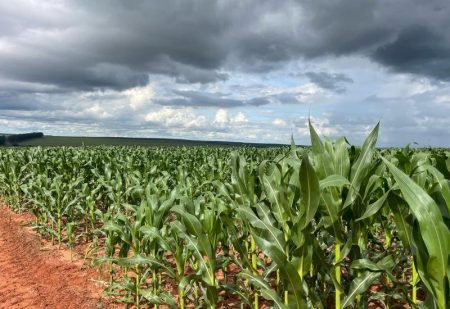 Milho segunda safra mantém bom potencial produtivo em Mato Grosso do Sul