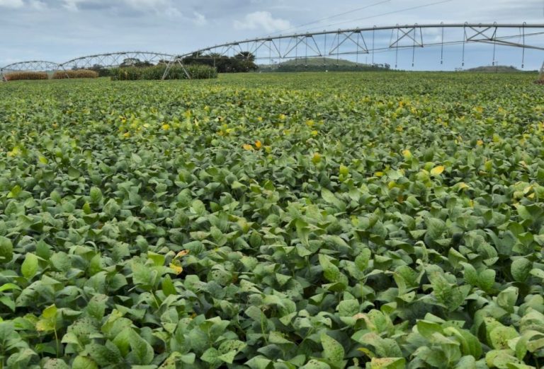 Bioinsumos entram em fase de consolidação no agro e já movimentam até R$ 6 bilhões por ano
