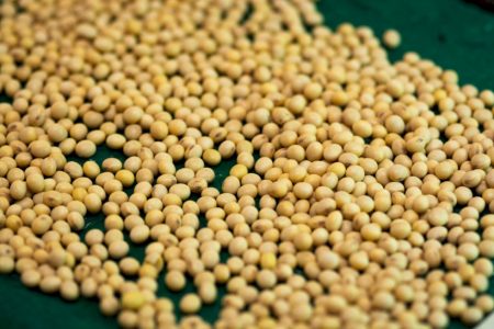 Pirataria de sementes pressiona revisão da Lei de Cultivares no Brasil