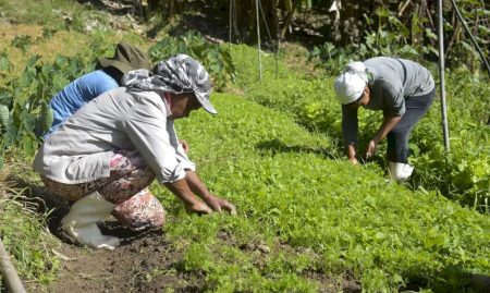 Renegociação das dívidas rurais mobiliza Congresso e setor produtivo para garantir produção de alimentos e estabilidade econômica