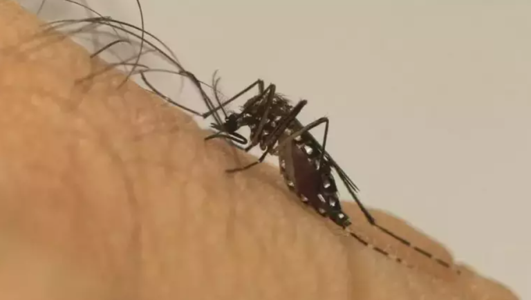 Com 14 vítimas, Dourados lidera mortes por chikungunya e concentra 39% dos óbitos no país