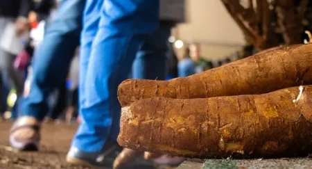 Da lavoura à agroindústria: mandioca mostra força da agricultura familiar durante oficinas na Tecnofam