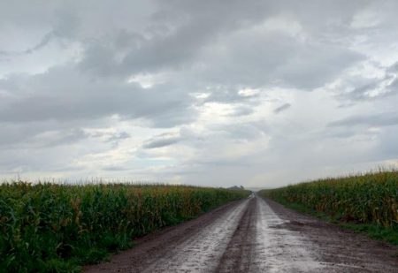 Chuva atrasa o avanço da colheita do milho em Mato Grosso do Sul